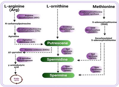 Versatile roles of polyamines in improving abiotic stress tolerance of plants